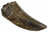 Tyrannosaur Tooth With Feeding Wear - Judith River Formation #288077-1
